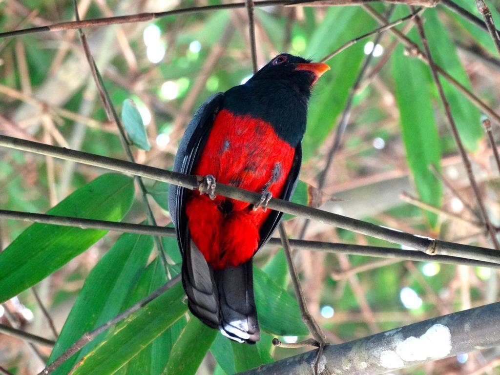 Green Corner Cahuita Εξωτερικό φωτογραφία