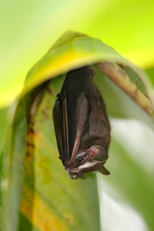 Green Corner Cahuita Εξωτερικό φωτογραφία