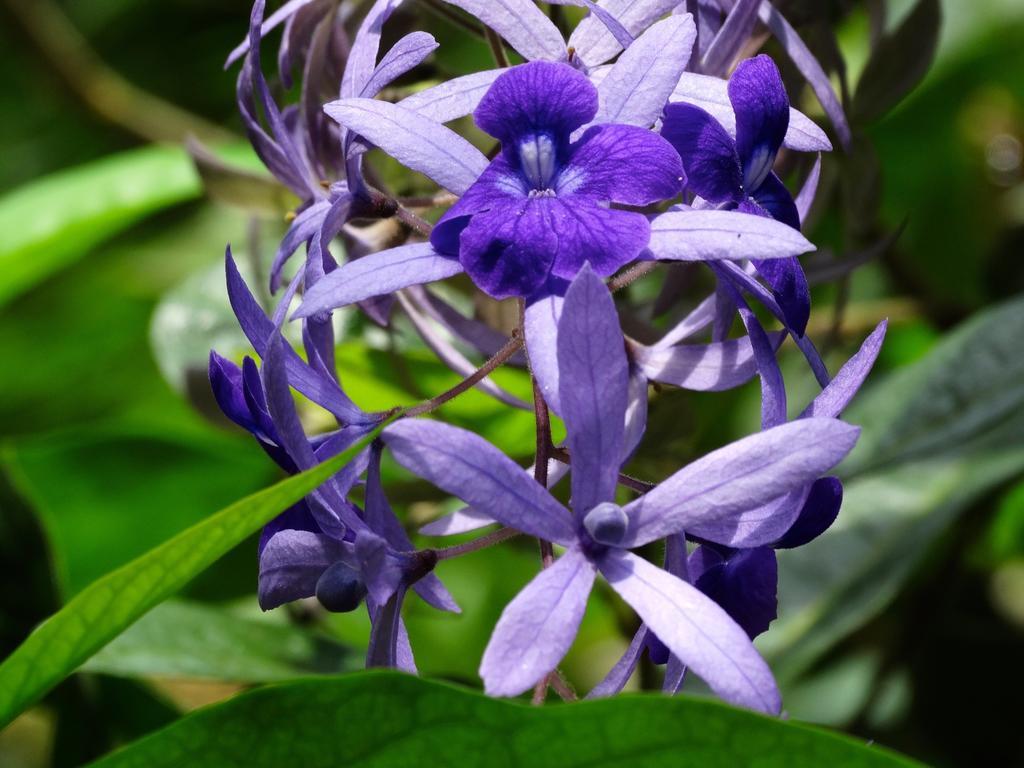 Green Corner Cahuita Εξωτερικό φωτογραφία