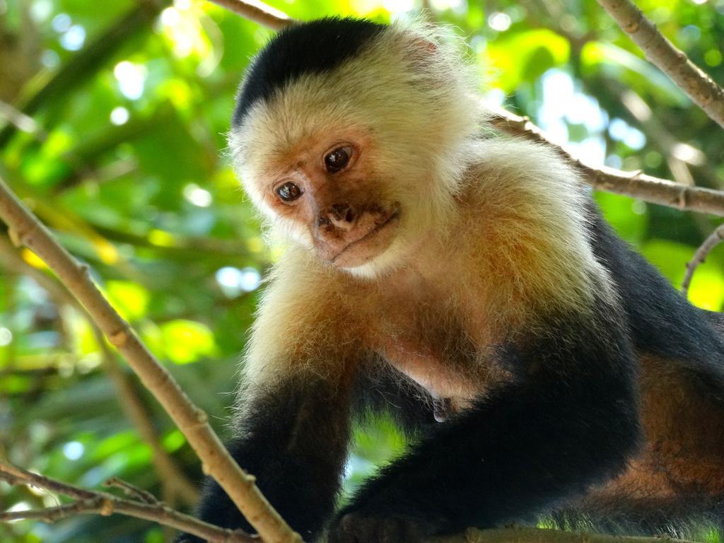 Green Corner Cahuita Εξωτερικό φωτογραφία