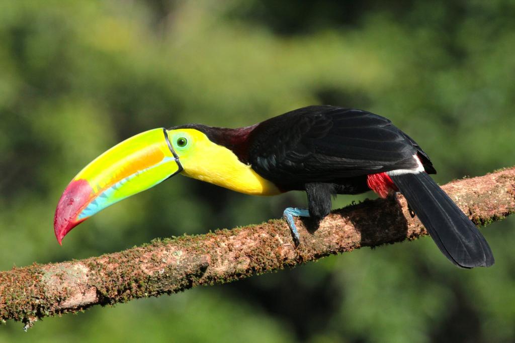 Green Corner Cahuita Εξωτερικό φωτογραφία