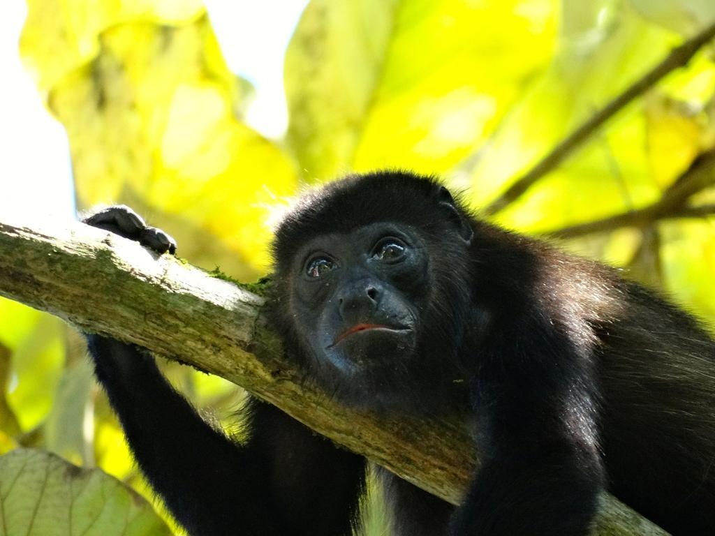 Green Corner Cahuita Εξωτερικό φωτογραφία