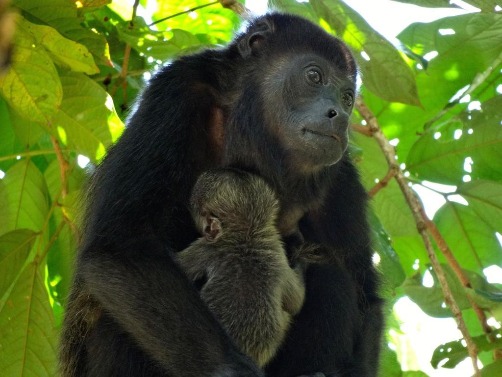 Green Corner Cahuita Εξωτερικό φωτογραφία