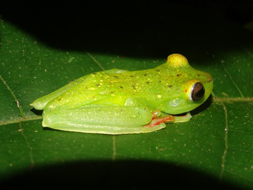 Green Corner Cahuita Εξωτερικό φωτογραφία