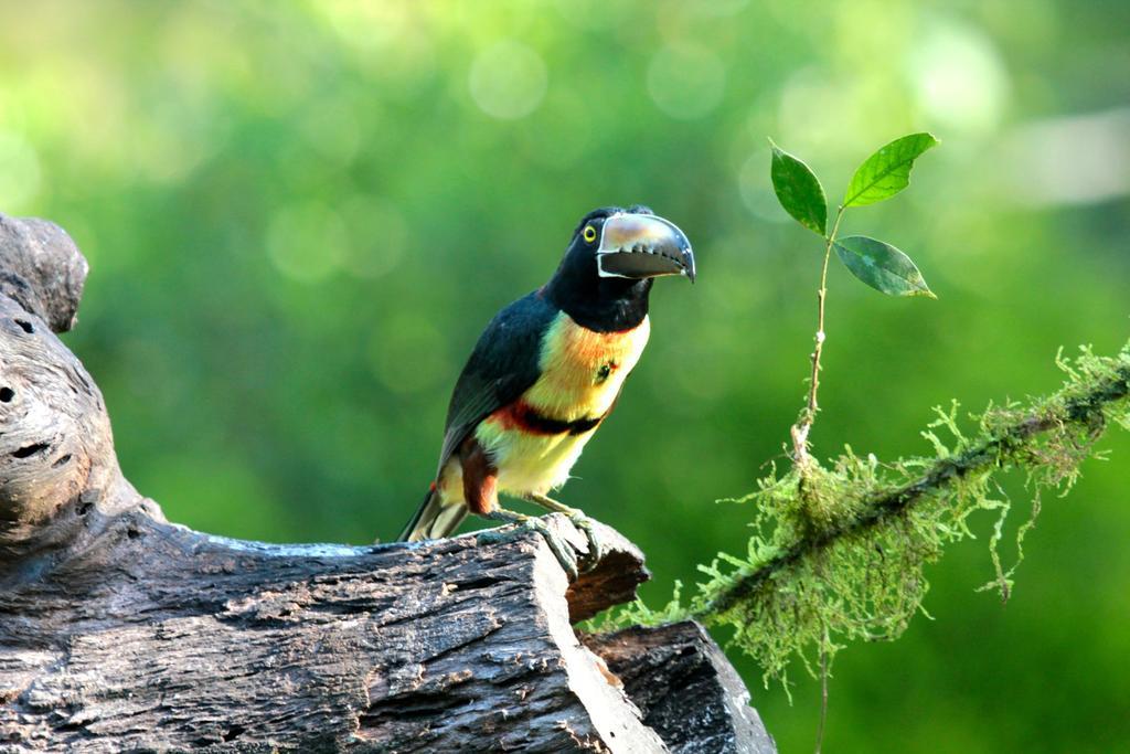 Green Corner Cahuita Εξωτερικό φωτογραφία