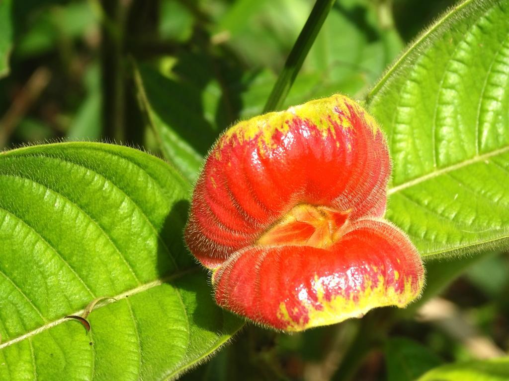 Green Corner Cahuita Εξωτερικό φωτογραφία