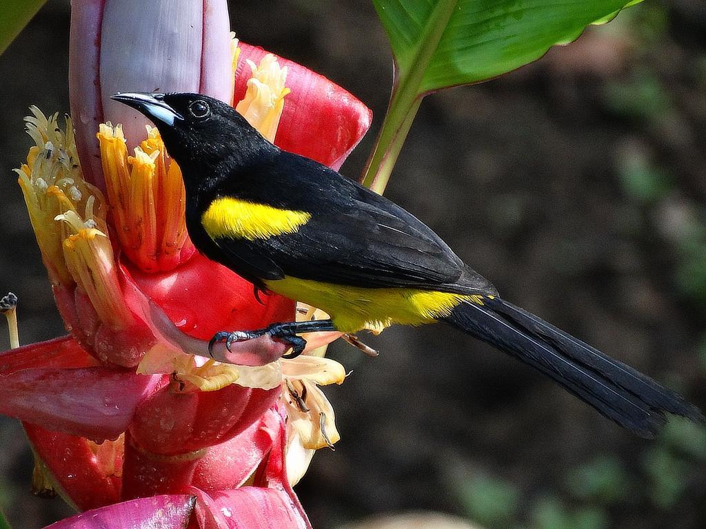 Green Corner Cahuita Εξωτερικό φωτογραφία