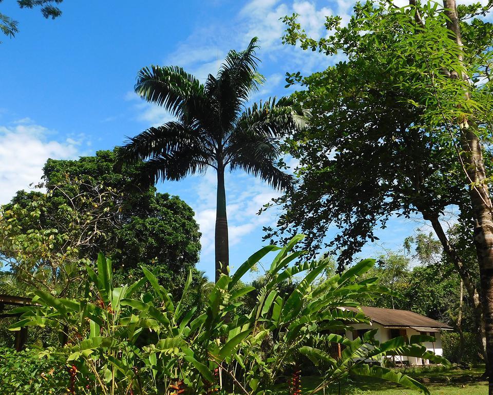Green Corner Cahuita Εξωτερικό φωτογραφία
