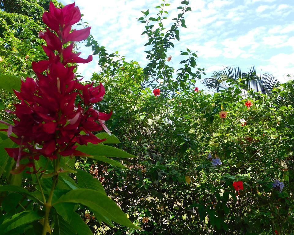 Green Corner Cahuita Εξωτερικό φωτογραφία