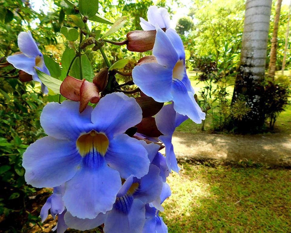 Green Corner Cahuita Εξωτερικό φωτογραφία