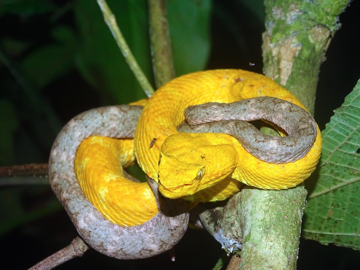 Green Corner Cahuita Εξωτερικό φωτογραφία